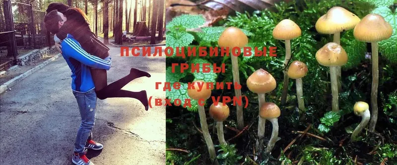 Галлюциногенные грибы Psilocybe  купить наркоту  Островной 